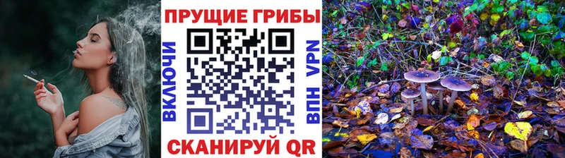 хочу   Энгельс  Псилоцибиновые грибы Psilocybine cubensis 